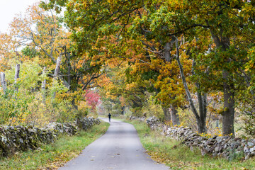 Country road in fall colors