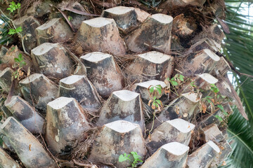 Bark of palm trunk tree texture