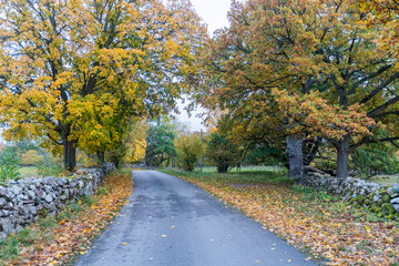 Fototapeta na wymiar Beautiful fall colors by a country road