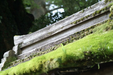木造の屋根に生えた苔の絨毯
