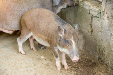 Fototapeta premium Brown wild boar boars with piglets in a cage.