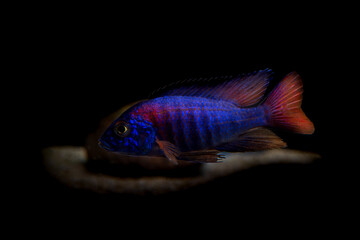 This is a beautiful male African cichlid. Cultured color variant of a Aulonocara