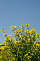 Fototapeta premium 菜の花