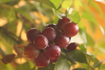 red grapes on vine