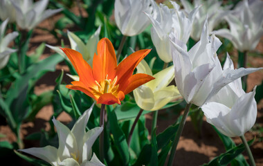 Obraz premium Through the Tulips