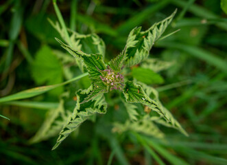 Green wild plant
