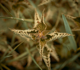 Green textured plant in the grass