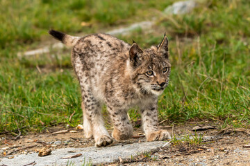Lynx in green forest with tree trunk. Wildlife scene from nature. Playing Eurasian lynx, animal behaviour in habitat. Wild cat from Germany. Wild Bobcat between the trees