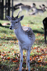 A close up of a Fallow Deer