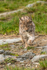 Lynx in green forest with tree trunk. Wildlife scene from nature. Playing Eurasian lynx, animal behaviour in habitat. Wild cat from Germany. Wild Bobcat between the trees