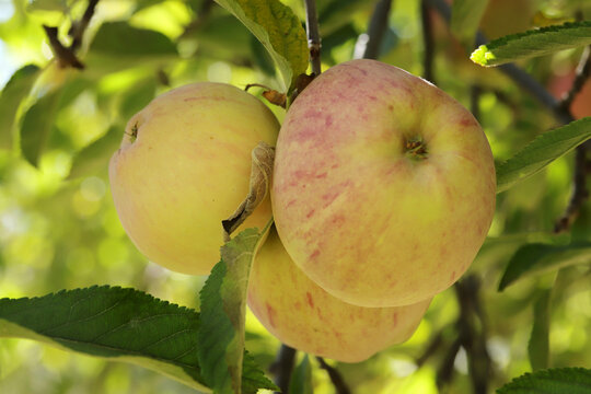 Ripe apples, hanging in a tree.