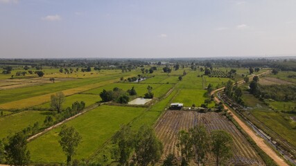 Top view rice field landscape.