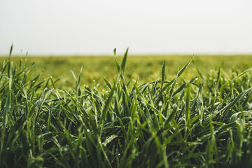 Fototapeta premium green grass in the morning