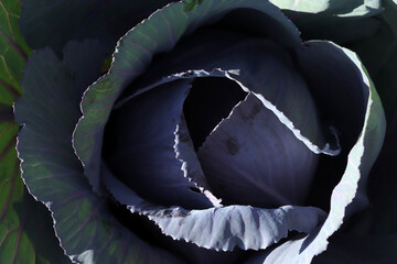 Red cabbage in garden, close up