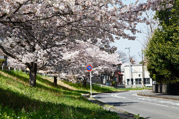 桜の木と道路