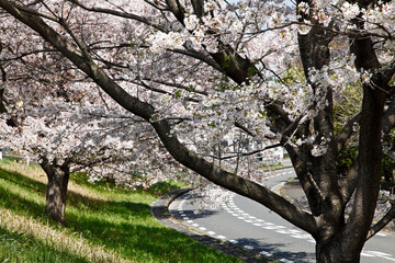 桜の木と道路
