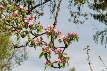 summer flowers