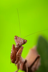 European dwarf mantis (Ameles spallanzania) on green background, Italy.