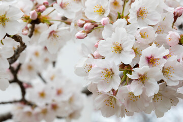 Obraz premium ソメイヨシノ