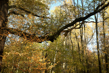 waldgeist