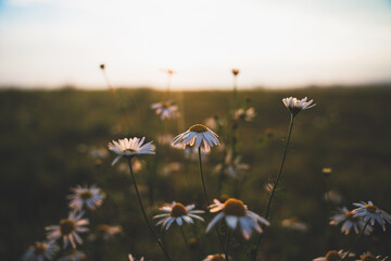 field of daisies and sunset