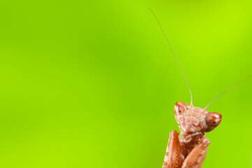 European dwarf mantis (Ameles spallanzania) on green background, Italy.