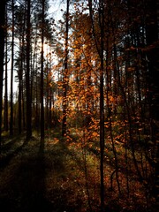 Obraz premium autumn forest in the morning