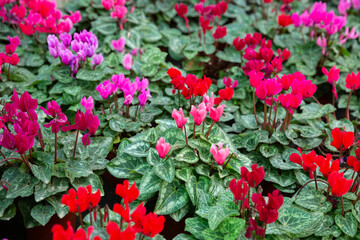 Closeup of blossoming cyclamen plants cultivated in hothouse