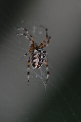 spider on a web on a dark background macro photo
