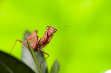 European dwarf mantis (Ameles spallanzania) on green background, Italy.