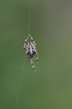 spider on a web on a dark green background macro photo
