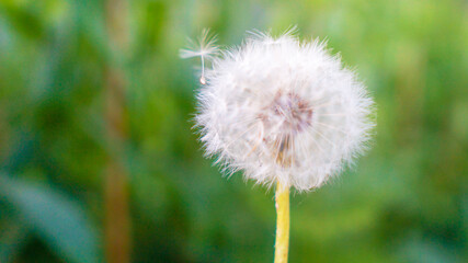 dandelion