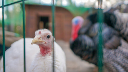 Turkey on the farm