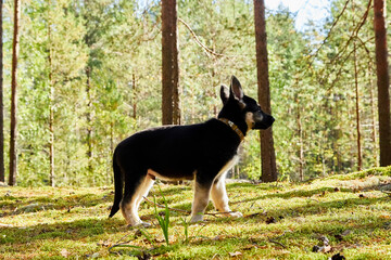 Small German shepherd puppy in a forest in a day. Baby animal walks on nature