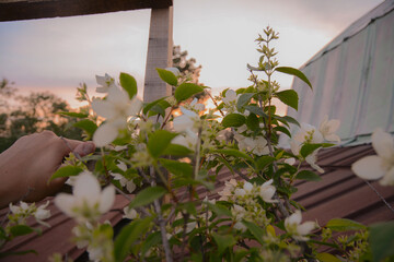 flowers in the window