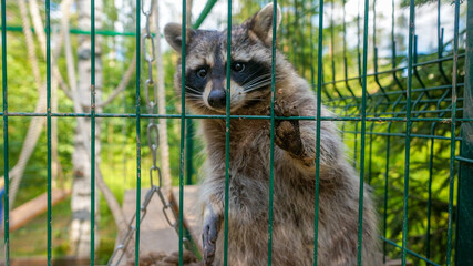 raccoon on the farm