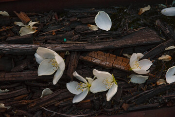 bunch of dried flowers