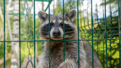 raccoon on the farm