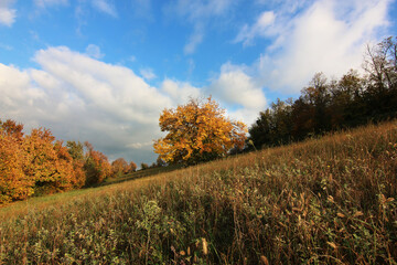 Autunno; foliage in collina. Lungo un pendio, foglie gialle e oro sui rami degli alberi