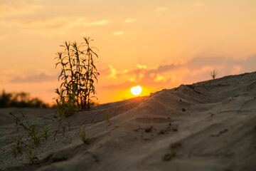 sunset in the desert