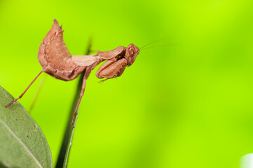 European dwarf mantis (Ameles spallanzania) on green background, Italy.