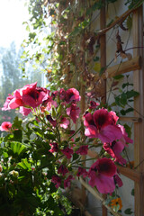Beautiful pelargonium grandiflorum with pink flowers on the background of trellis with climbed plants in small garden on the balcony.