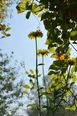 Calendula flowers and cobaea green leaves in balcony greening