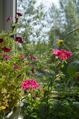 Petunia garden on the balcony. Beautiful flowers grow in pots and containers.