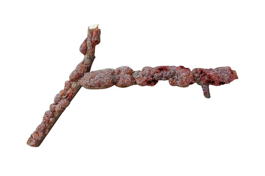 kerr,rasin laccifer lacca kerr , stick rasin or sticklac on branches isolated on white background with clipping path