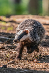 The Forest Badger (Meles Meles) in its typical drenching. The badger is a beast of the weasel family. © vaclav