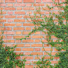 The Green Creeper Plant on the brick Wall background