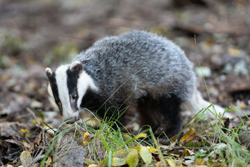 The Forest Badger (Meles Meles) in its typical drenching. The badger is a beast of the weasel family.
