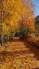 road and yellowed leaves, fallen leaves, autumn season, forest and trees
