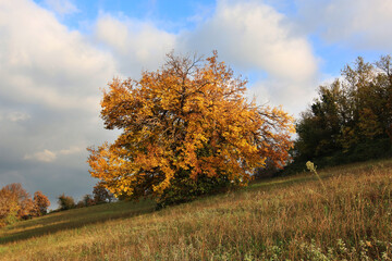 Autunno; foliage in collina. Lungo un pendio, foglie gialle e oro sui rami degli alberi